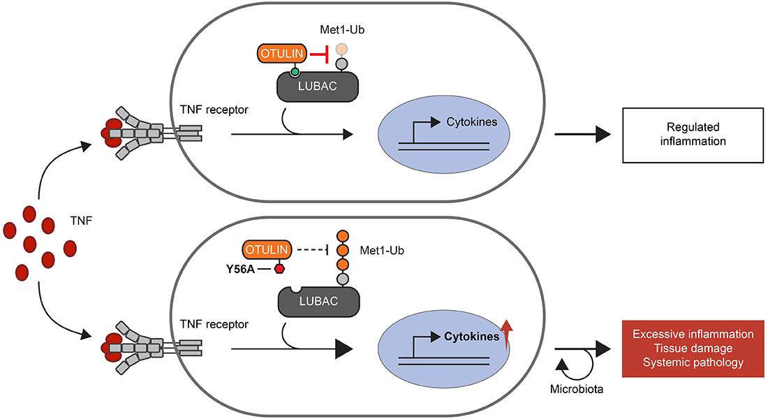 The OTULIN-LUBAC interaction restricts LUBAC activity by counteracting auto-ubiquitination. Disruption of the OTULIN-LUBAC interaction promotes the generation of Met1-linked ubiquitin (Met1-Ub) by LUBAC in the TNF receptor signalling pathway, resulting in increased TNF-driven cytokine production, inflammation, and tissue damage. The intestinal microbiota contributes to exacerbate TNF-driven systemic pathology, suggestively due to disruption of the intestinal barrier.