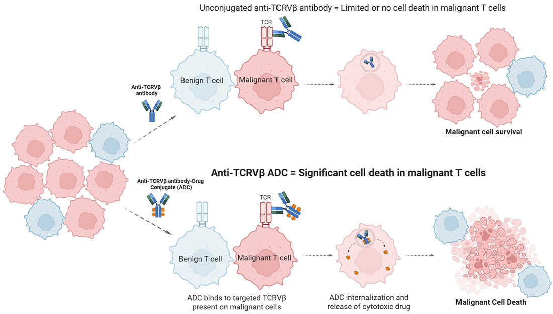 TCRVb-targeted ADC binding to cancer cell TCR and causing cell death